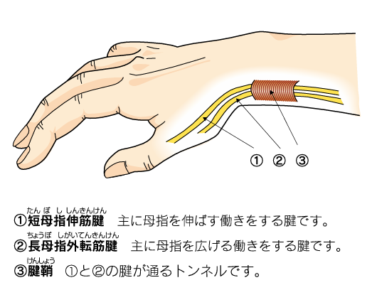 短母指伸筋腱、長母指外転筋腱、腱鞘