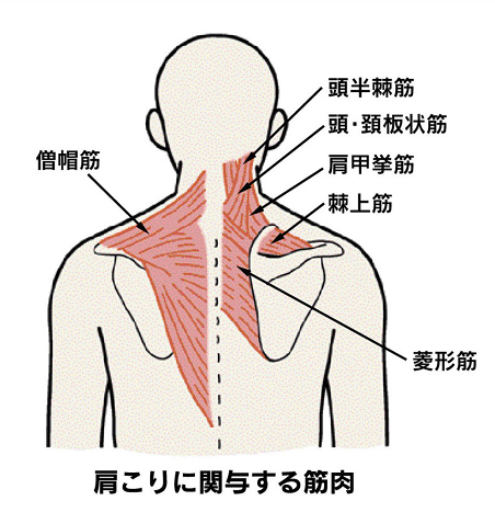 肩こりに関与する筋肉