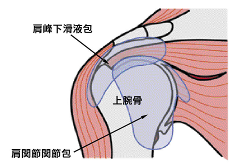 肩関節